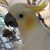 yellow cockatoo さんのプロフィール写真