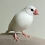 おちょこ さんのプロフィール写真