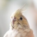 ひより さんのプロフィール写真