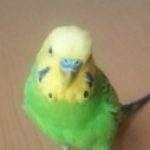 ヒデコ さんのプロフィール写真