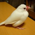 【解決】東京都渋谷区で2023/7/18-7/20で文鳥1羽預かってくれる方を探しています。 掲示板のロゴ