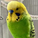 [シッターさん見つかりました] 6月中旬から約１ヶ月間セキセイインコ１羽をお預かりして頂ける方を探しております。 掲示板のロゴ