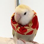 東京近郊にて2025年3月-5月の3ヶ月間、小桜インコ1羽を預かっていただける方を探しています。 掲示板のロゴ