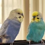 【大阪府在住】お盆期間中の8/10-8/12の3日間セキセイインコ2羽を預かっていただける方を探しています 掲示板のロゴ