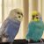 【大阪府在住】お盆期間中の8/10-8/12の3日間セキセイインコ2羽を預かっていただける方を探しています 掲示板のロゴ