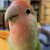2026年1月から1年半コザクラインコを預かってくださる方を募集します 掲示板のロゴ